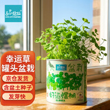 IAM City Farmer三叶幸运草罐头diy儿童种植小盆栽绿植植物种子好运罐头礼物10067