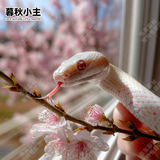 暮秋小主宠物玉米蛇活物爬宠幼体异宠翠青开食王蛇活体苗子幼崽真蛇无毒 暴风雪玉米蛇苗