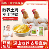 杨博士皖南散养老母鸡 单只净重1.6斤及以上*2只 整鸡保留鸡胗源头直发