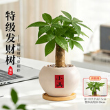 花翁发财树小盆栽绿植物室内客厅装饰中式盆景办公室桌面摆件源头直发