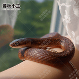 暮秋小主宠物玉米蛇活物爬宠幼体异宠翠青开食王蛇活体苗子幼崽真蛇无毒 华游苗