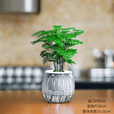 绿有意绿植盆栽桌面水培绿植办公室植物懒人好养盆景水养植物 文竹（灰色南瓜自动吸水盆） 含盆