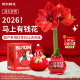 京东鲜花朱顶红蜡球礼盒周长26-28cm毕业季母亲节会员生日礼物源头直发