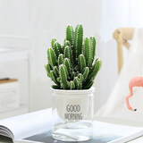 叹为观止18种吊兰任你选金边吊兰各种盆栽花卉客厅垂吊桌面植物净化空气 水培万重山 含盆