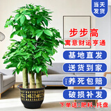 七叶岛 步步高发财树盆栽乔迁开业绿植大盆黑金刚橡皮树放客厅植物摆件 【精品级】1.5-1.6米步步高发财树 福字树脂盆