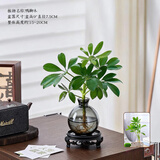 花翁八方来财鸭脚木水培植物花卉盆栽办公室绿植七叶莲室内净化空气