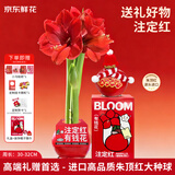 京东鲜花进口朱顶红蜡球礼盒-红君主30-32cm母亲节会员生日礼物源头直发