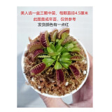 莺歌燕舞【新奇植物】捕蝇草植物花卉绿植驱蚊阳台盆栽食虫趣味猪笼草室内 美人齿中苗（一盆三颗） 原盆载好发货