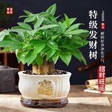 花翁大盆三杆发财树盆栽绿植室内客厅中式盆景办公室桌面摆件源头直发