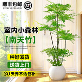 花财主大型盆栽绿植 柠檬树鸭脚木发财树天堂鸟绿植室内客厅大盆栽 南天竹-1.5-1.8米【圆球盆】 不含盆