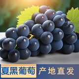 绿养道云南无籽夏黑葡萄提子 750g 精品串装  新鲜水果