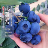 四万公里蓝莓树苗 H5果树树苗南北方种植阳台盆栽地栽源头直发