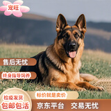 树奢混血德牧幼犬活体德系牧羊犬黑背德国牧羊犬宠物狗狗看家护院 花色/杂色 2026-09-01 花花 宠物级 德牧幼犬 公