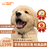 三条尾巴纯种金毛幼犬赛级家养宠物狗活体金毛犬成年犬成年大型金毛健康 黄色/金色 2026-08-01 花花 宠物级 金毛犬【视频选宠】