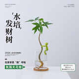 花翁发财树小盆栽绿植物室内客厅装饰中式盆景办公室桌面摆件源头直发