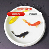 贝冠奇金鱼活体观赏鱼冷水鱼锦鲤小金鱼宠物活鱼包邮草金鱼小型鱼苗 黑草+红草+黄锦鲤10-12cm