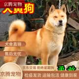 荣郁中华田园犬黑犬黄狗白狗虎斑四眼铁包金土狗幼犬活体 田园级 黄狗 公