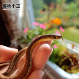 暮秋小主宠物玉米蛇活物爬宠幼体异宠翠青开食王蛇活体苗子幼崽真蛇无毒 金边苗