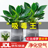 花翁金钻盆栽绿植物大盆绿萝除室内甲醛花卉水培办公净化空气源头直发