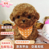 中华田园犬土狗拉布拉多比熊博美泰迪混血犬大黄狗黑狗看家护院犬 田园级 泰迪混血 公 x 幼年犬(45日龄-12月龄)