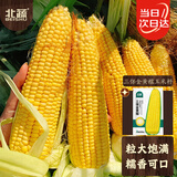 北蔬 黄糯玉米种子苗老品种甜粘糯玉米籽 三保金黄糯玉米种子50gx3包