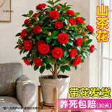 御卉阁茶花盆栽带花苞四季开花室内阳台好养浓香型山茶花树苗花卉绿植 六角大红 2年苗