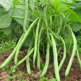 播种心情家庭种植蔬菜种子大全四季播种阳台盆栽农家庭院小菜园有机香菜菠 红花四季豆种子2包（不用搭架子）