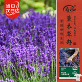 寿禾 薰衣草种子苗四季可盆栽种花卉籽 鲜之吻法国薰衣草种子约6000粒