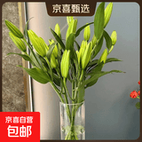 A级百合鲜花云南昆明基地直发混搭七夕节礼物家居摆件供佛 随机特价百合9朵（不指定品种颜色）