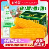 灶小美【内蒙古产地】绿色食品黄糯玉米棒8根  源头直发