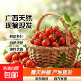 广西红色圣女果樱桃小柿子红色玲珑小番茄现摘现发 5斤带箱