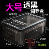 爬虫饲养盒爬宠箱蚕宝宝蜘蛛角蛙守宫盒蜥蜴宠物用品蛇昆虫乌龟缸 大号透黑饲养盒
