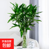 富贵竹水培植物室内招财绿植插瓶插花净化空气办公桌面转运竹 富贵竹65cm6支