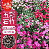 寿禾 石竹花种子苗盆栽庭院室内外种植花卉种籽 五彩石竹种子约1000粒