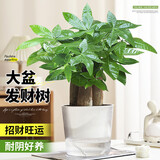 花翁大盆三杆发财树绿植盆栽招财植物办公室内开业盆景金钱树源头直发
