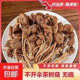 正宗古田不开伞茶树菇农家精选特产新鲜菌菇食材茶树菇干货食用菌 净重不开伞茶树菇250g 【不开伞茶树菇】
