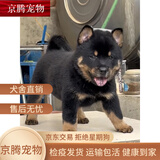荣郁中华田园犬黑犬黄狗白狗虎斑四眼铁包金土狗幼犬活体 田园级 四眼狗 公