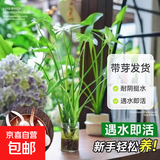 慈姑种根茨菇种苗慈菇种球水族装饰鱼缸造景净化水质可观赏颗食用 茨菇球5个 精选带芽茨菇球【可土培-可水培】