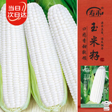 寿禾白甜糯玉米种子苗大棒型超甜加糯菜籽 白甜糯六号玉米种子 100g