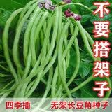播种心情家庭种植蔬菜种子大全四季播种阳台盆栽农家庭院小菜园有机香菜菠 无架豆种子2包