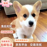 中华田园犬土狗拉布拉多比熊博美泰迪混血犬大黄狗黑狗看家护院犬 田园级 柯基混血 公 x 幼年犬(45日龄-12月龄)
