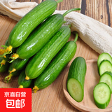 山东荷兰水果黄瓜青瓜现摘现发蔬菜水果鲜甜可口产地直发 无刺小黄瓜净重 4斤 精选