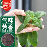 寿禾薄荷种子苗可食用盆栽香草花草种籽 柠檬薄荷种子2千粒*4袋