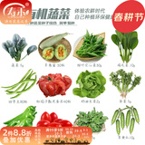 寿禾 20天鸡毛菜种子四季小青菜冬春季蔬菜小白菜油菜上海青阳台菜籽 12种蔬菜种子套餐
