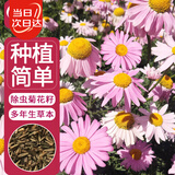 寿禾除虫菊种子苗驱虫多年生盆栽花草籽 潍萫除虫菊种子3g约1200粒