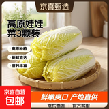 云南高原娃娃菜新鲜蔬菜生鲜乾隆白菜早餐火锅必备产地直发 浅黄色 新鲜娃娃菜3颗装*1包