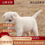 荣郁 中华田园犬家养幼犬土狗小狗大黄狗纯黑小白狗体活体种狗 田园级 白色田园犬 公母备注