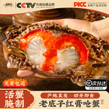 红膏呛蟹整只咸蟹炝蟹即食母蟹宁波特产舟山梭子蟹糊螃蟹生腌蟹 2只【单只净重3-4两/只】