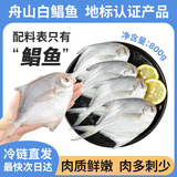 纯色本味冷冻舟山白鲳鱼净重800g银鲳鱼8-12条地标产品