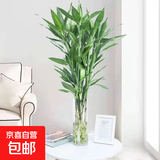 富贵竹水培植物室内招财绿植插瓶插花净化空气办公桌面转运竹 富贵竹65cm5支